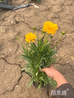 高度40厘米金鸡菊