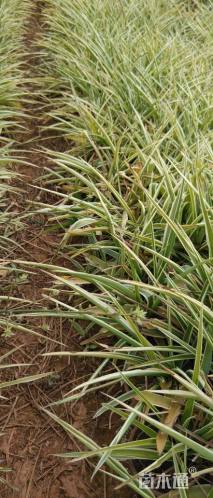 高度20厘米金边吊兰