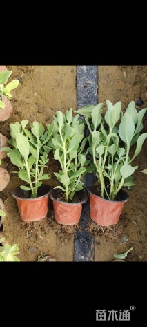 高度20厘米八宝景天