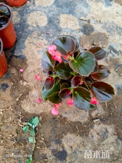 高度15厘米四季海棠