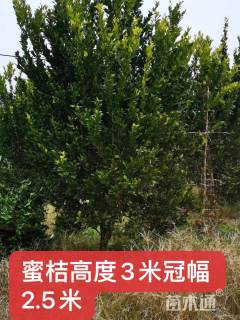 高度300厘米南丰蜜桔