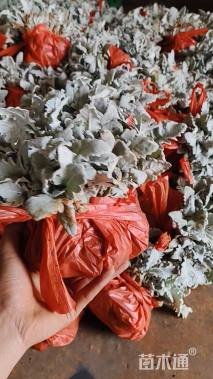 高度8厘米银叶菊