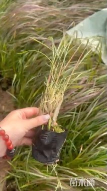 高度40厘米紫叶狼尾草