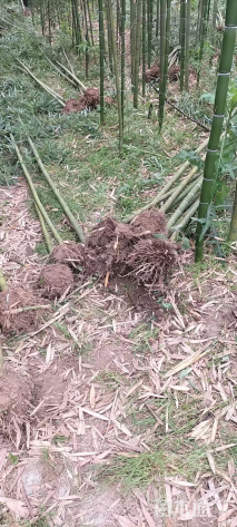 地栽苗刚竹