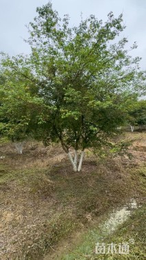 高度400厘米丛生鸡爪槭