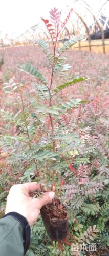 高度20厘米清香木小苗