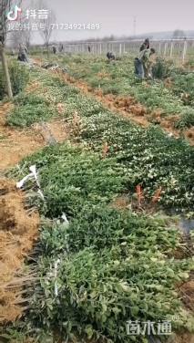 高度30厘米大叶黄杨