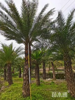 裸干高200厘米中东海枣