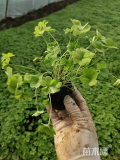 高度20厘米白三叶