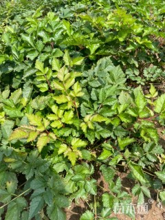 高度20厘米落新妇