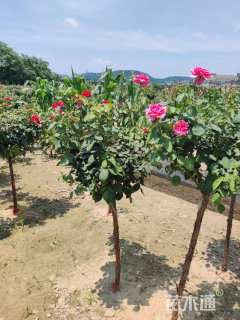 高度100厘米高杆月季