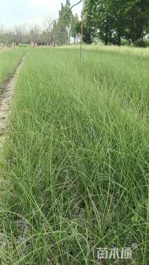 高度35厘米细叶芒