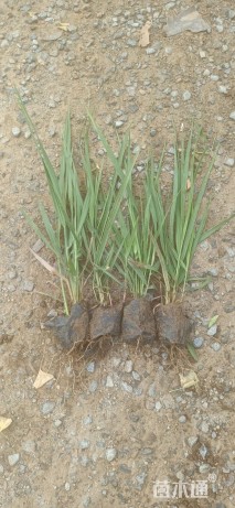 高度40厘米拂子茅