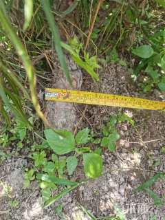 高度100厘米龙柏