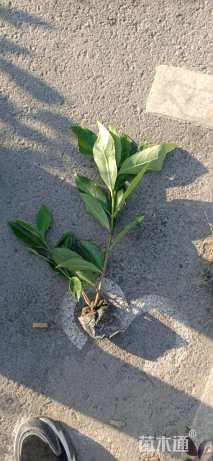 高度30厘米青珊瑚