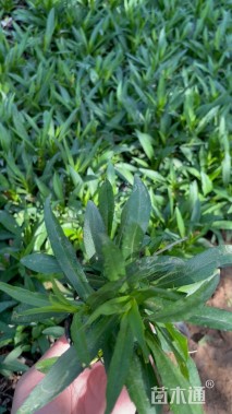 高度15厘米荷兰菊