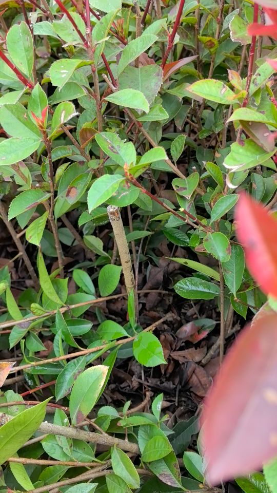 高度20厘米红叶石楠苗