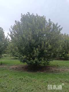 20公分北美海棠