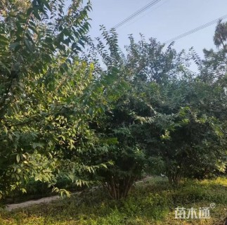 高度250厘米丛生蜡梅