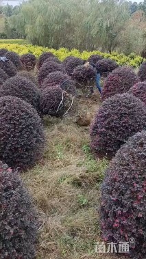 冠幅100厘米红花继木球