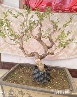 4公分造型瓜子黄杨