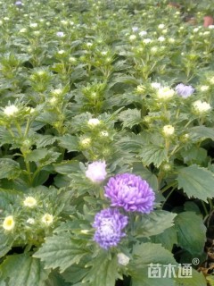 高度20厘米翠菊