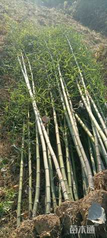 地栽苗红竹