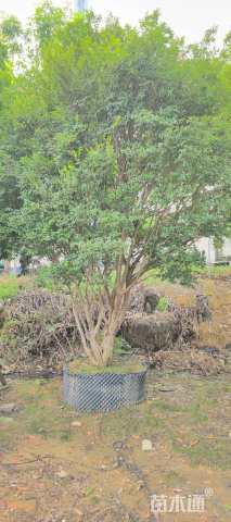 高度350厘米嘉宝果