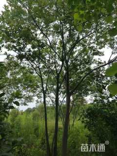 35公分丛生朴树