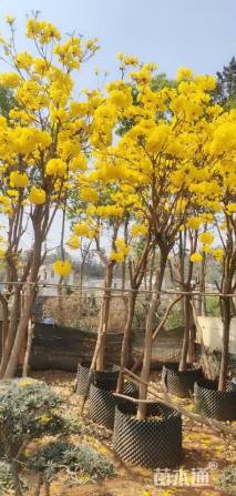 6公分黄花风铃木