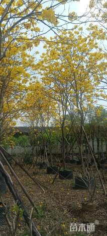 5公分黄花风铃木