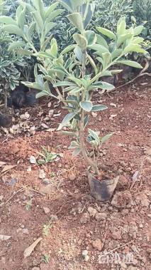 高度20厘米金边黄杨