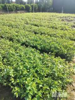 高度20厘米花叶连翘