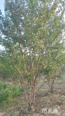 高度400厘米丛生紫薇