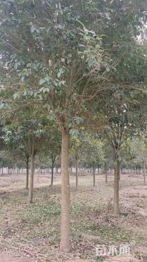 17公分大叶女贞