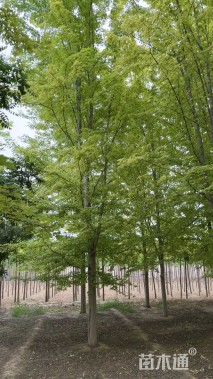 15公分美国红枫-秋火焰