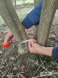 25公分中国红枫