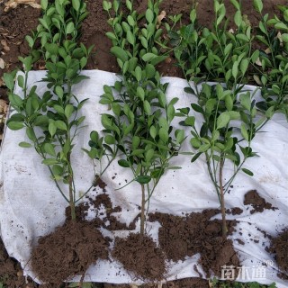 高度50厘米冬青小苗