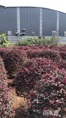 高度100厘米红花继木