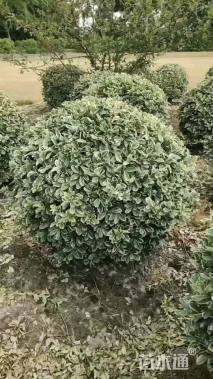 冠幅100厘米金边黄杨球