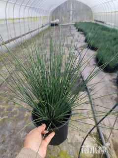 高度40厘米灯心草