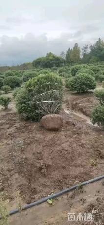 冠幅80厘米龟甲冬青球