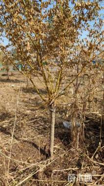 8公分矮接金枝槐