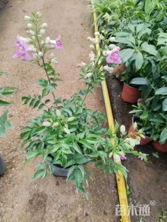 30厘米美国凌霄