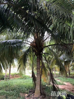 裸干高200厘米椰子树