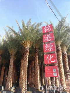 裸干高400厘米银海枣