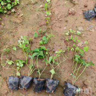 60厘米三叶地锦