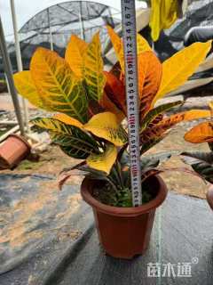 高度20厘米变叶木