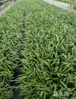 高度35厘米百子莲