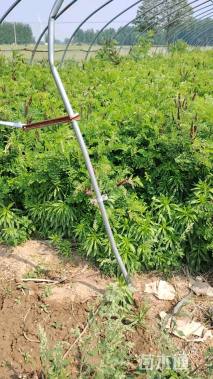 高度80厘米紫穗槐